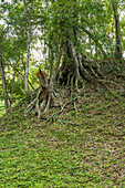 Eine Würgefeige wächst auf dem Hügel einer noch nicht ausgegrabenen Ruine in den Maya-Ruinen im Yaxha-Nakun-Naranjo-Nationalpark, Guatemala.