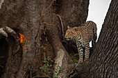 Leopard (Panthera pardus) auf einem Baum, Mashatu Game Reserve, Botswana.