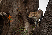 Leopard (Panthera pardus) on a tree,Mashatu Game Reserve,Botswana.