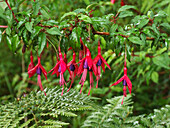 Fuchsia megellanica, die Kolibri-Fuchsie oder Hardy Fuchsia, in Blüte im Quitralco Esturary in Chile.