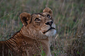 Löwin (Panthera leo), Sabi Sands Game Reserve, Südafrika.