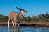Eland (Taurotragus oryx) at waterhole,Mashatu Game Reserve,Botswana.