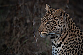 Leopard (Panthera pardus), Mashatu-Wildreservat, Botsuana.