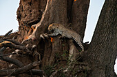 Leopard (Panthera pardus) on a tree,Mashatu Game Reserve,Botswana.