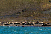 Walrosse (Odobenus rosmarus), die sich am Strand ausruhen, Edgeoya, Svalbard Islands, Norwegen.