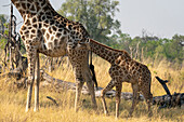 Giraffes (Giraffa camelopardalis) and calves,Okavango Delta,Botswana.