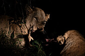 Löwin (Panthera leo) bei der nächtlichen Fütterung, Sabi Sands Game Reserve, Südafrika.