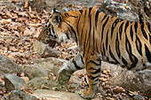 Bengal tiger (Panthera Tigris),Bandhavgarh National Park,India.