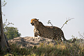 Gepard (Acinonyx jubatus) beim Spaziergang in der Savanne, Okavango-Delta, Botsuana.