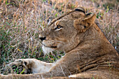 Lioness (Panthera leo),Sabi Sands Game Reserve,South Africa.