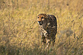 Gepard (Acinonyx jubatus) beim Spaziergang in der Savanne, Okavango-Delta, Botswana.