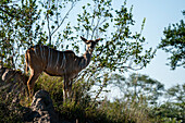 Weiblicher Großer Kudu (Tragelaphus strepsiceros), Sabi Sands Game Reserve, Südafrika.