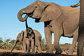 Afrikanische Elefanten (Loxodonta africana) beim Trinken am Wasserloch, Mashatu Game Reserve, Botswana.