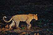 Leopard (Panthera pardus),Mashatu Game Reserve,Botswana.