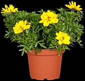 Bidens 'Tweety'(s)