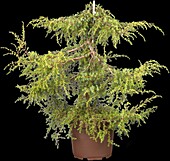 Juniperus communis 'Hornibrookii'