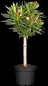 Nerium oleander, strain