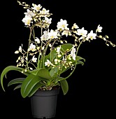 Phalaenopsis Wild Orchid