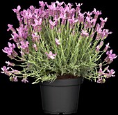 Lavandula stoechas 'sel® LaVela® Dark Pink'