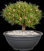 Pinus mugo 'Benjamin