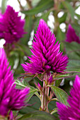 Celosia argentea 'Deep Purple'