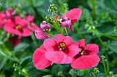 Diascia barberae