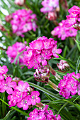 Armeria maritima