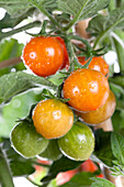Solanum lycopersicum var. cerasiforme 'Tomatoberry'