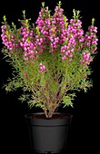 Boronia heterophylla