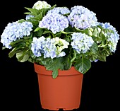 Hydrangea macrophylla, blue