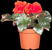 Begonia