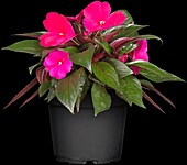 Impatiens