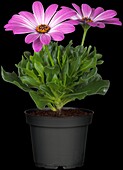 Osteospermum ecklonis