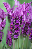 Lavandula stoechas Lavandula stoechas 'sel® LaVela® Dark Pink'