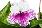 Streptocarpus 'Leyla'