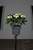 Hydrangea macrophylla Frisbee® White