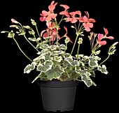 Pelargonium zonale