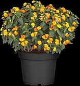 Lantana camara, orange