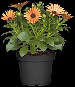 Osteospermum Margarita