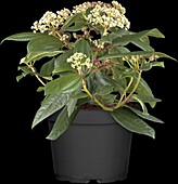 Viburnum davidii