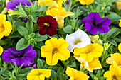 Calibrachoa