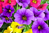 Calibrachoa