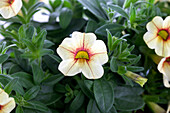 Petunia milliflora