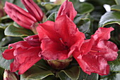 Rhododendron repens 'Scarlet Wonder