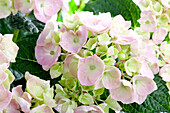 Hydrangea macrophylla, pink