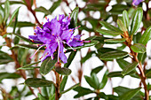 Rhododendron impeditum 'Azurika'