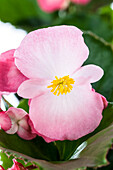 Begonia semperflorens, pink