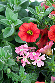 Petunia, Verbena hybride