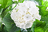 Hydrangea macrophylla 'White Delight'