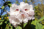 Rhododendron